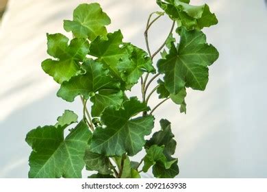 Hedera Helix Cristata Ivy Plant House Stock Photo Shutterstock