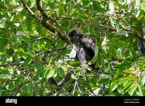 Dusky Leaf Monkey Or Spectacled Langur Trachypithecus Obscurus