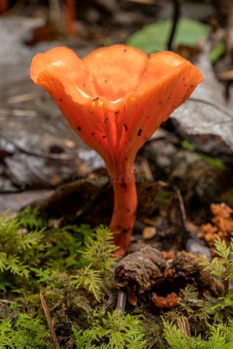 Hongos De Naranja Brillante Crecen a Través Del Musgo Imagen de archivo