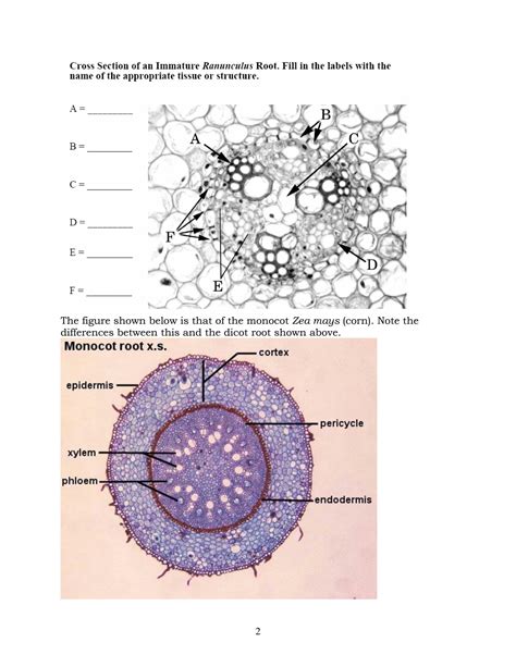 Solution Dicot Monocot Root Anatomy Studypool