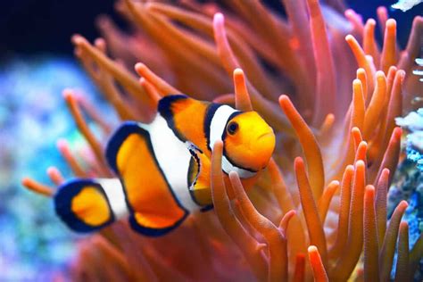 10 Incredible Clownfish Facts - A-Z Animals