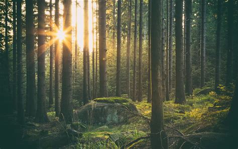 Tranquility Sunlight Sunbeam Pine Woodland Pine Tree Beauty In