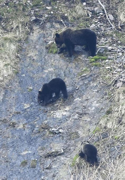 札幌・南区でヒグマの目撃相次ぐ市職員が体長1mの1頭目撃：写真 読売新聞