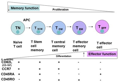 Cancers Free Full Text Different Subsets Of T Cells Memory