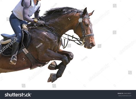 Horse Jumping On White Background Isolated Stock Photo 284528831 | Shutterstock