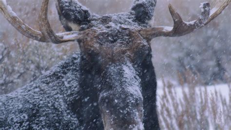 moose large antlers extreme close winter Stock Footage Video (100% ...