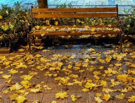 Park Bench on the City Street Night Time Stock Image - Image of empty ...