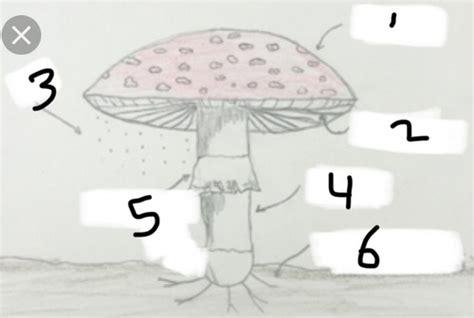 Science Mushroom 1 Flashcards Quizlet