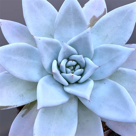 Echeveria 'Mexican Giant' - Big Plant Nursery