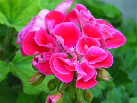 Pelargonium Peltatum Ivy Geranium Outdoor Garden Summer Flower With