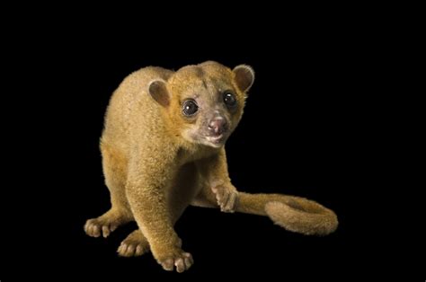 Kinkajou | National Geographic | Cute wild animals, Animals wild, Mammals