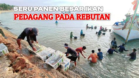 Serunya Rebutan Panen Besar Ikan Berton Ton Youtube