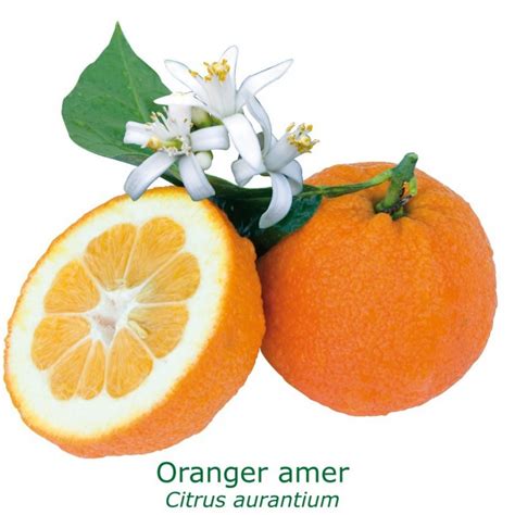 ORANGER AMER Bio Citrus Aurantium LOrangerie