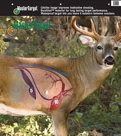 Deer Organs Diagram