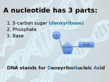 Structure Of DNA And Chromosomes Ppt By BioDiva TPT