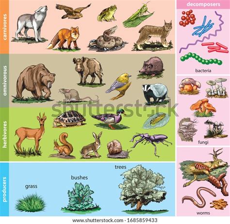 Illustration Food Chain Divided Into Producers Stock Illustration