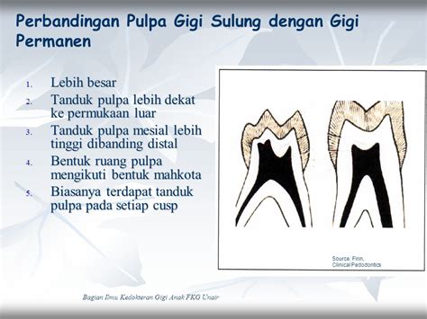 Morfologi Gigi Permanen Sinau