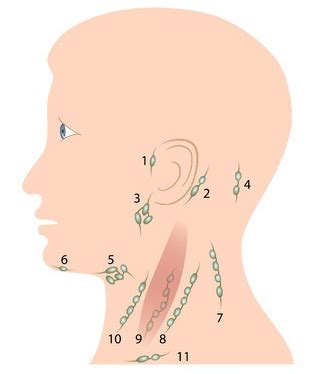 Ganglions Lymphatiques Douloureux Qu Est Ce Que Cela Signifie Lorsqu