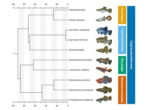 TreeViewer: flexible, modular software to visualise and manipulate phylogenetic trees