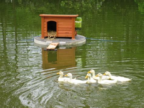 Floating Duck House For Pond Graham Roberge