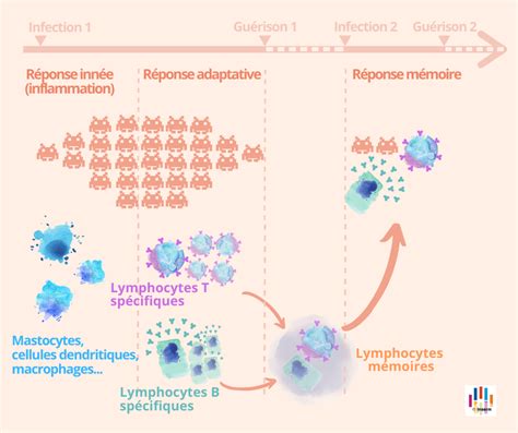 De M Moire De Lymphocyte Cest Quoi Tre Immunis Inserm La Hot Sex Picture