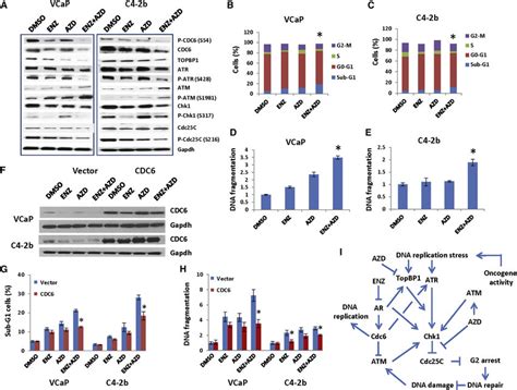 Combination Treatment With ENZ And AZD Inhibits CDC6 TopBP1 ATR Chk1