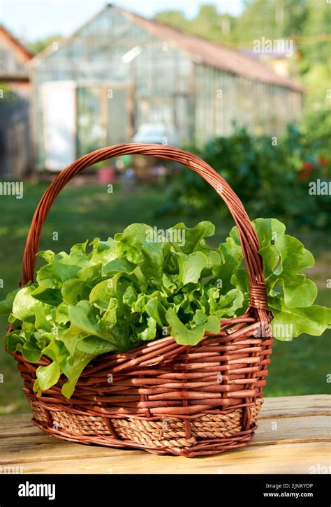 Green Oak Iceberg Lettuce Green Leaf Lettuce Salad Plant Hydroponic