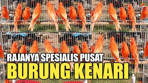 UPDATE HARGA BURUNG KENARI TERBARU AKHIR BULAN RAMADHAN DI PASAR BURUNG