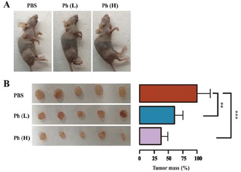 Antitumor Effect Of Ph In Vivo In Nude Mice The Nude Mice Were