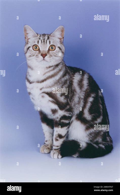 British Shorthair Chocolate Silver Tabby Cat Sitting Forwards On A