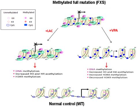 Genes Free Full Text Transcriptional Reactivation Of The Fmr1 Gene