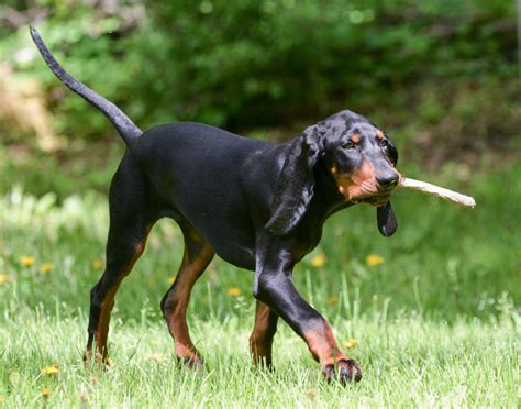 Black And Tan Coonhound Caractère Et éducation Ooreka