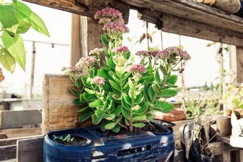 Qu Necesitas Para Tener Un Huerto Urbano Ambientum