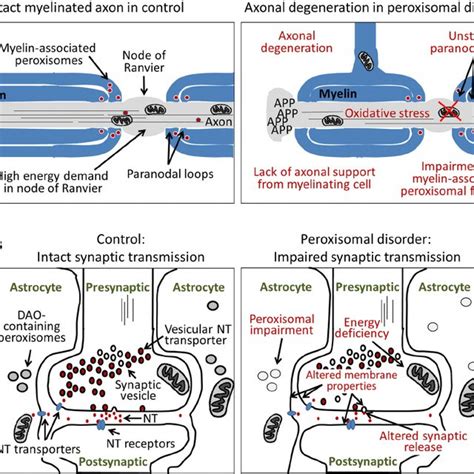 Schematic drawing linking peroxisomal disease-related proteins to ...