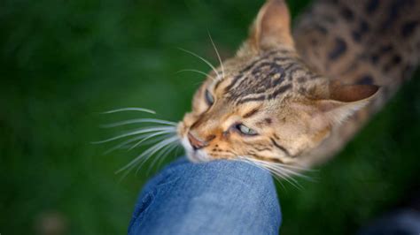 Por qué los gatos se restriegan Todo lo que debes saber