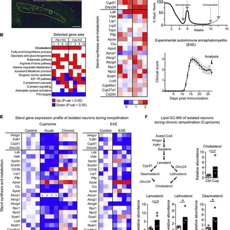 Neuronal Fdft Ablation Impairs Remyelination Following Chronic