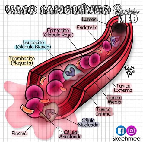 Pin De Jes S Graf En Cuerpo Humano Anatomia Y Fisiologia Humana