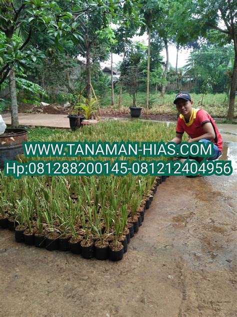 JUAL RUMPUT VETIVER AKAR WANGI 500 Bibit 7 500 Kg Harga Proyek