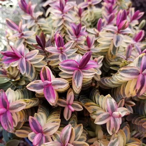 Hebe Silver Dollar Shrubby Veronica Silver Dollar In Gardentags