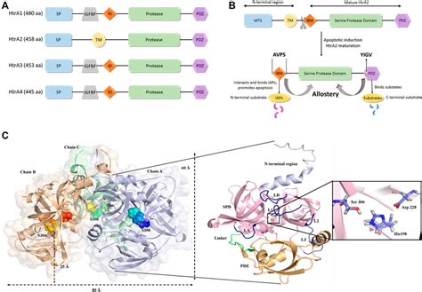 Frontiers Unraveling The Dichotomy Of Enigmatic Serine Protease Htra