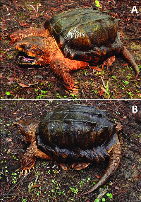 Anterior (A) and lateral (B) views of the carapace of a kyphotic adult ...