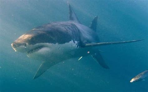 La R Union Nouvelle Attaque Mortelle De Requin Le T L Gramme