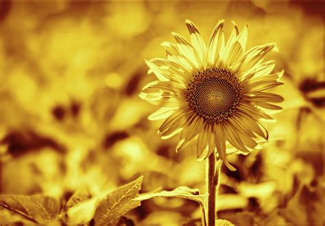 Golden Sunflower Photograph by Francis Sullivan | Fine Art America