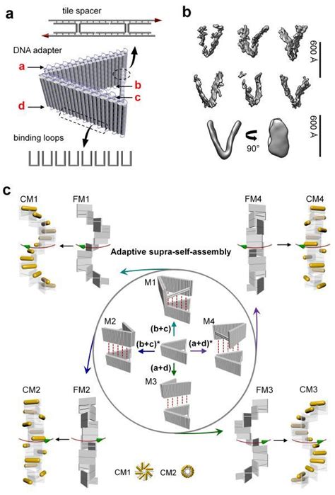 A Design Of The Dna Adapter B Cryo Et Subtomogram Averaging Of The