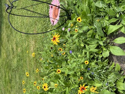 How to Plant Coreopsis Seeds - Eden Brothers Planting Guides