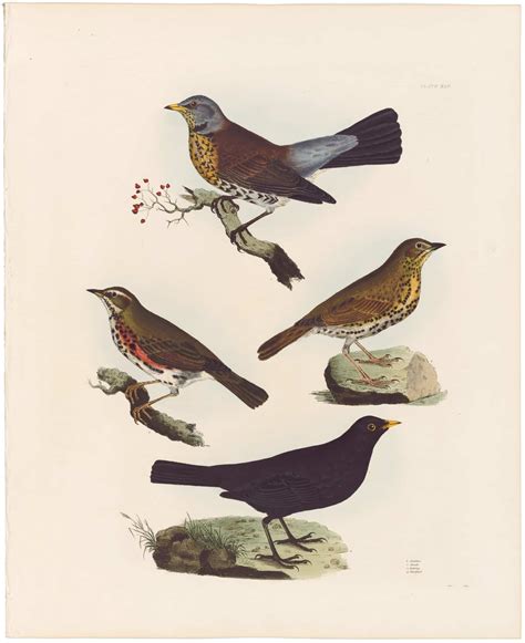 Selby Vol 1 Pl 45 Fieldfare Thrush Redwing Blackbird British