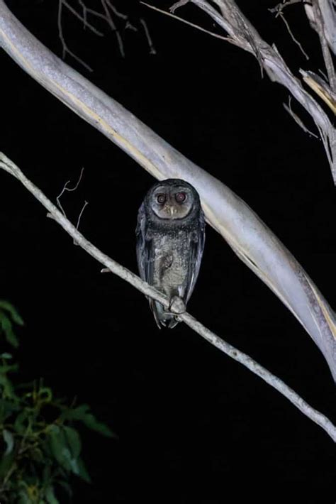 Greater Glider: Conservation Tours - Treeswift Wildlife