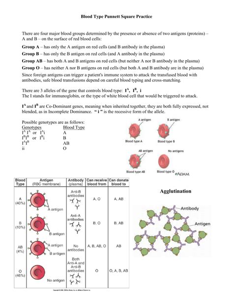 Blood Typing Practice Worksheet Answers - Sustainablened