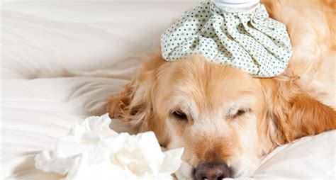 Canine Influenza Virus Symptoms Causes Treatment Activebeat