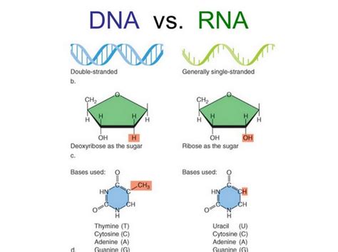 Difference Between Dna And Rna